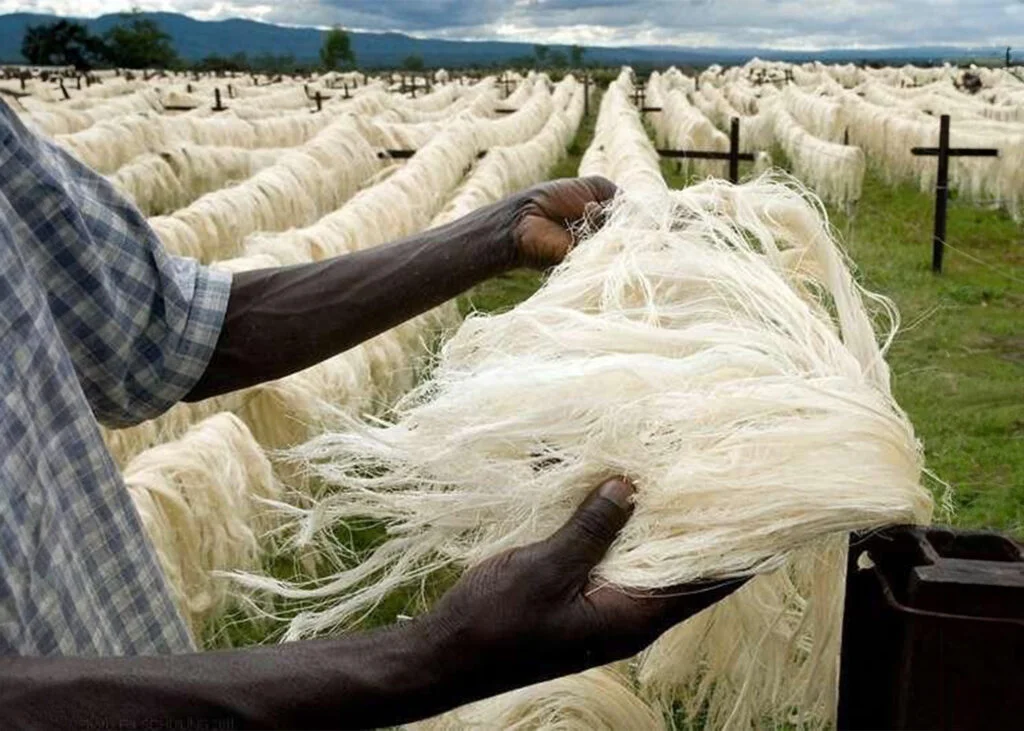 Sisal Export